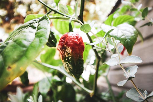 Foto profissional grátis de chili, jardim, pimenta