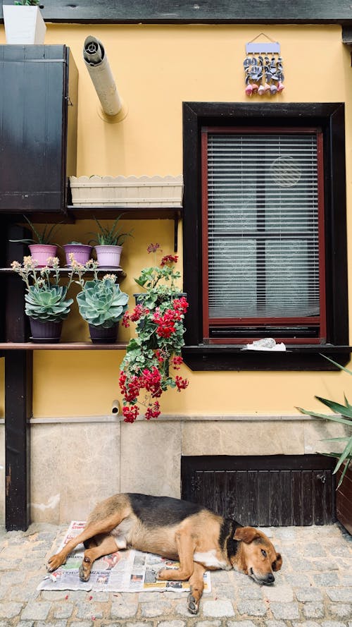 bitkiler, cam, çekilmiş içeren Ücretsiz stok fotoğraf