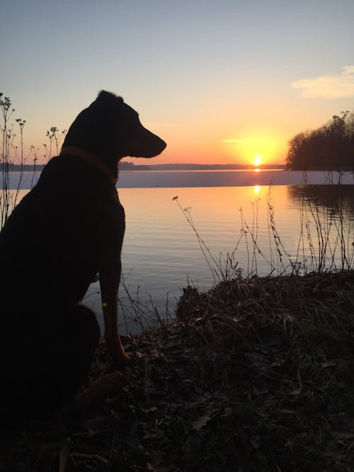 Free stock photo of black dog, sunset, winter landscape