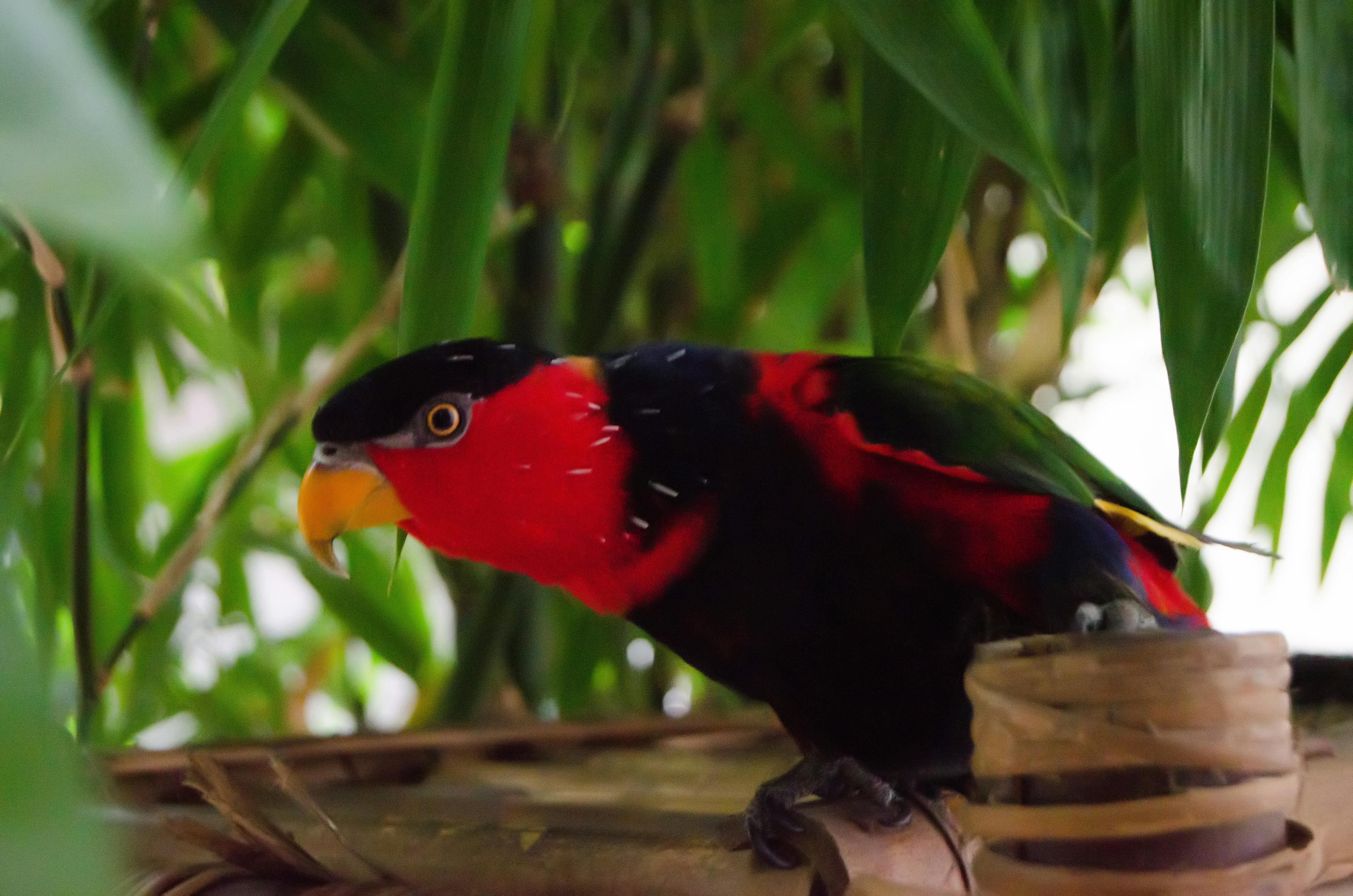 Foto Stok Gratis Tentang Burung Burung Beo