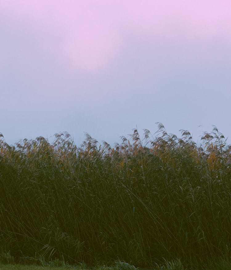 Tall Pampas Grasses In The Field