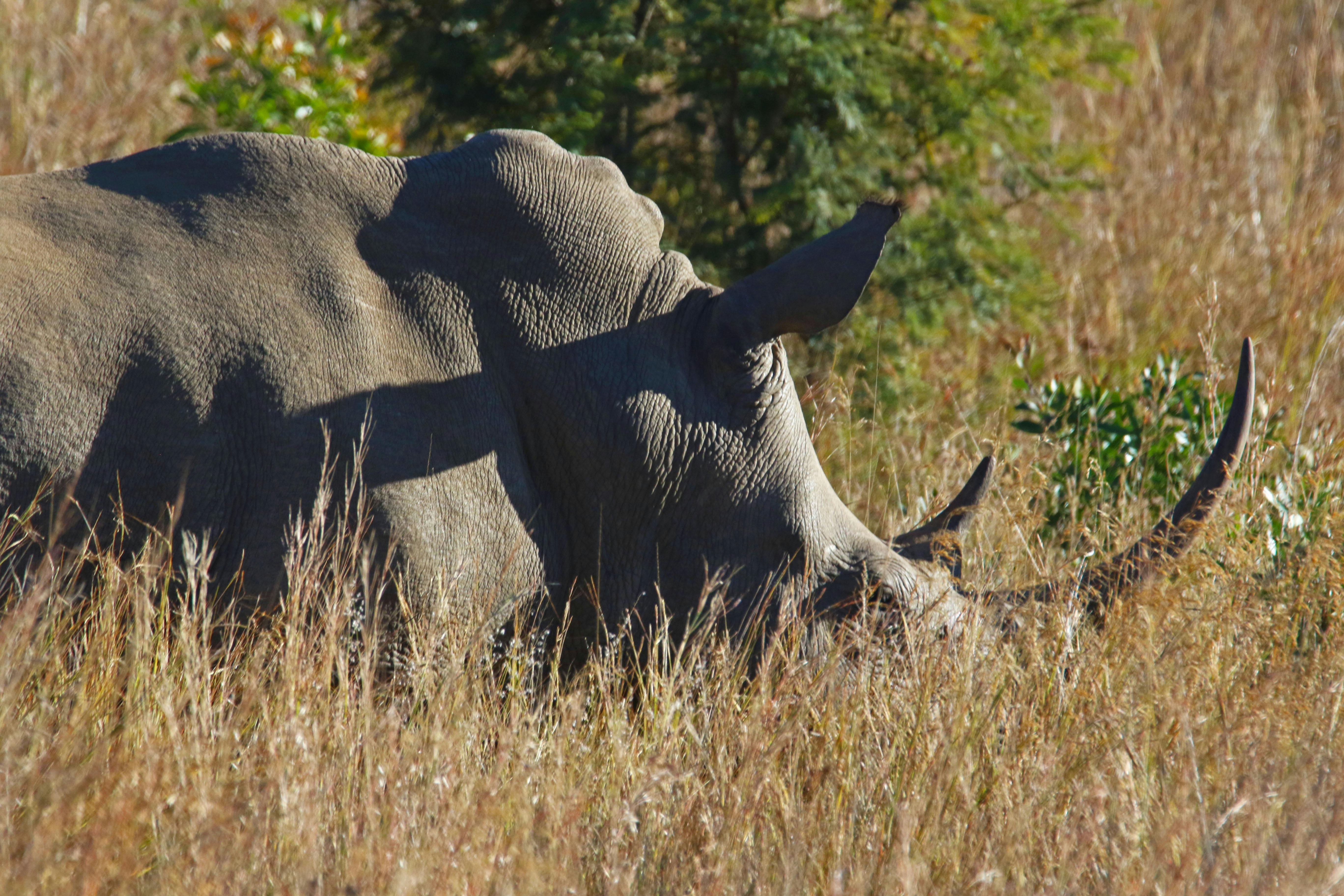 Free stock photo of animal, bush, dangerous