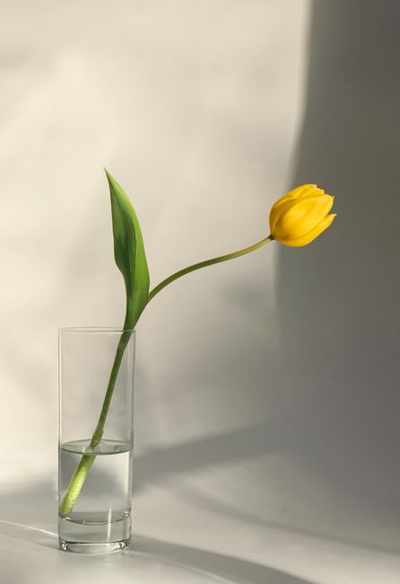 A single yellow tulip in a clear glass vase against a minimalist background.