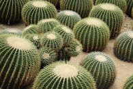 Golden Barrel Cactus in Close-up Shot