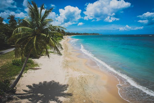 Darmowe zdjęcie z galerii z drzewo palmowe, krajobraz, morze
