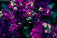 Purple Flowers in Close-up Shot