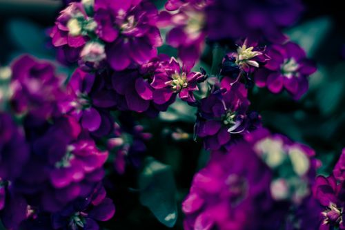 Free Close-up of vibrant purple hoary stock flowers with lush petals and depth of field. Stock Photo