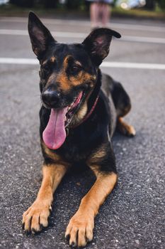 一只愉快的德国牧羊犬躺在公园的人行道上