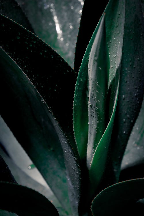 Green Plant With Water Droplets