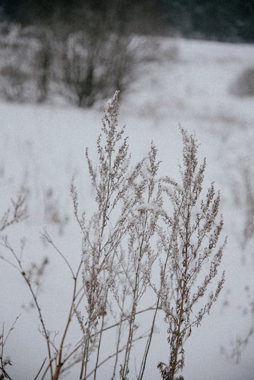 Close-up of a Plant in the Snow