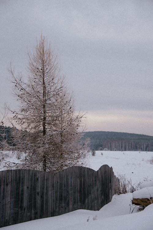 Tree and Wooden Fence in Winter