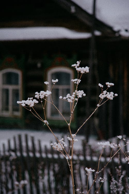 Thin Plant and House behind in Winter