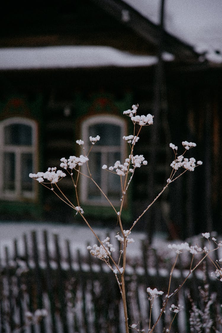 Thin Plant And House Behind In Winter