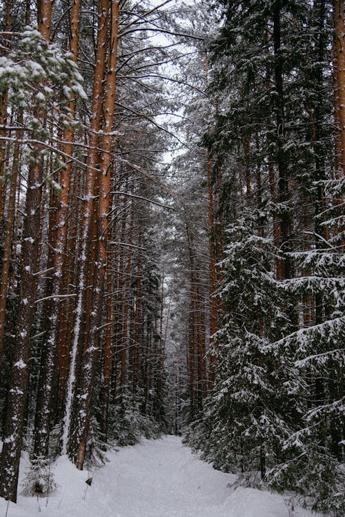 Brown Trees Covered With Snow