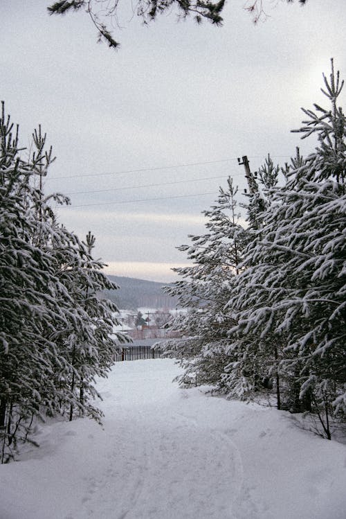 冬, 垂直ショット, 天気の無料の写真素材