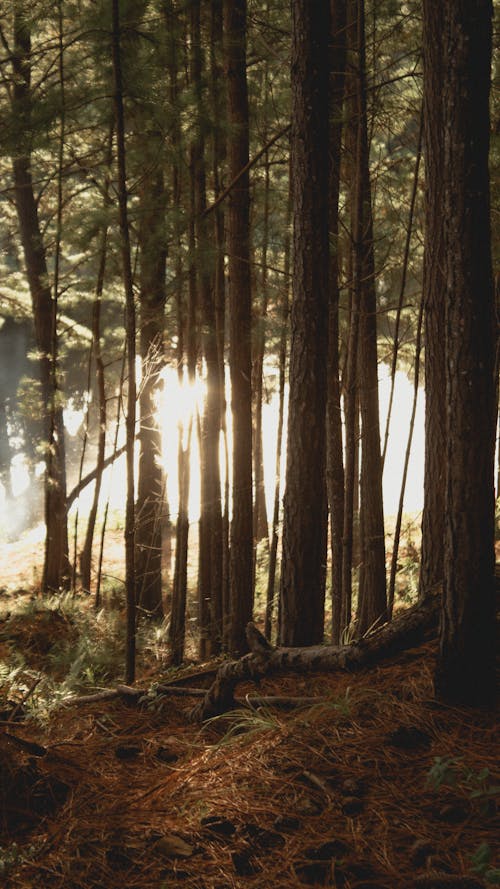 Free Trees in a Forest Stock Photo