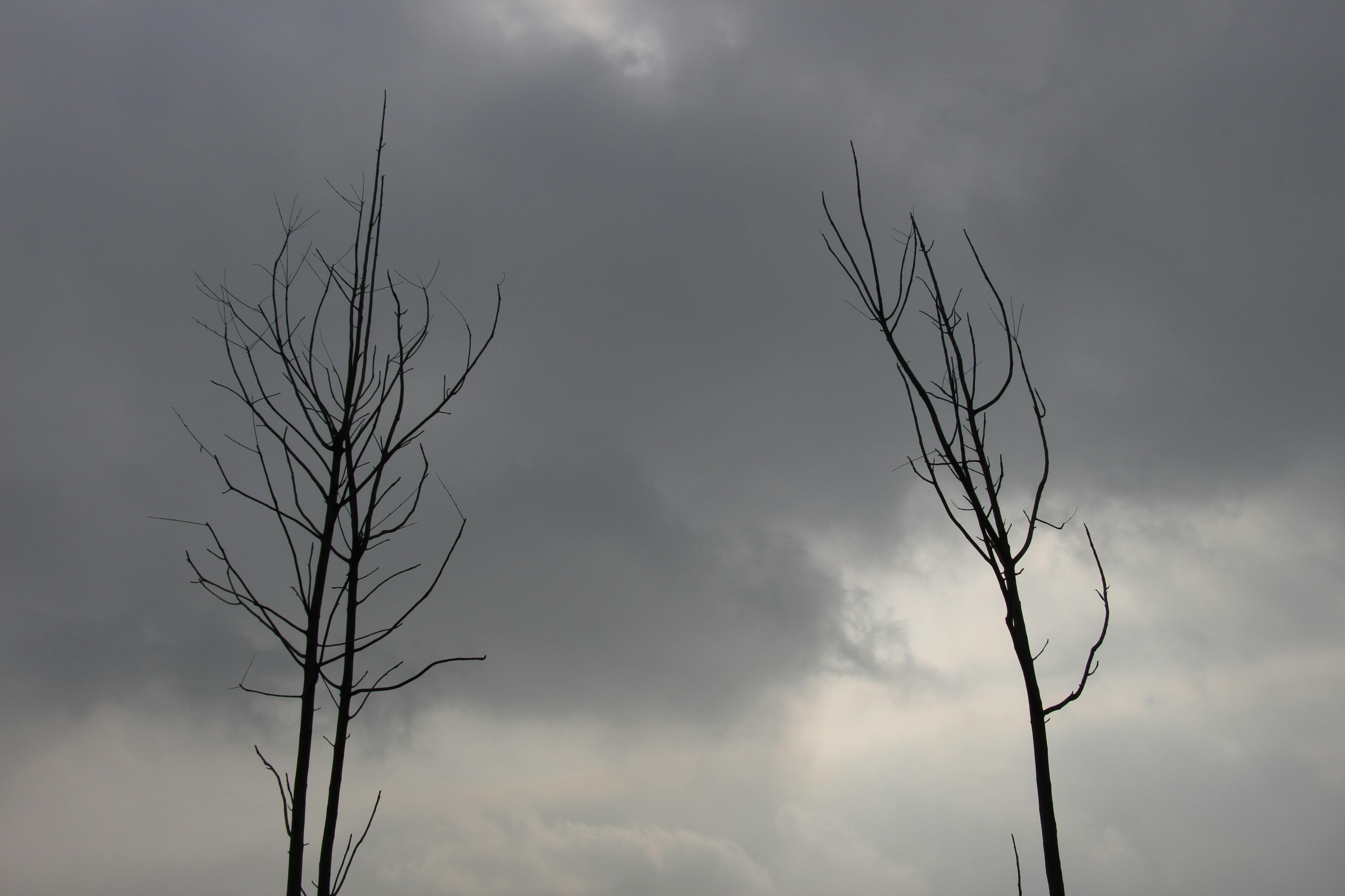Free stock photo of #Tree, black sky, Dark Sky