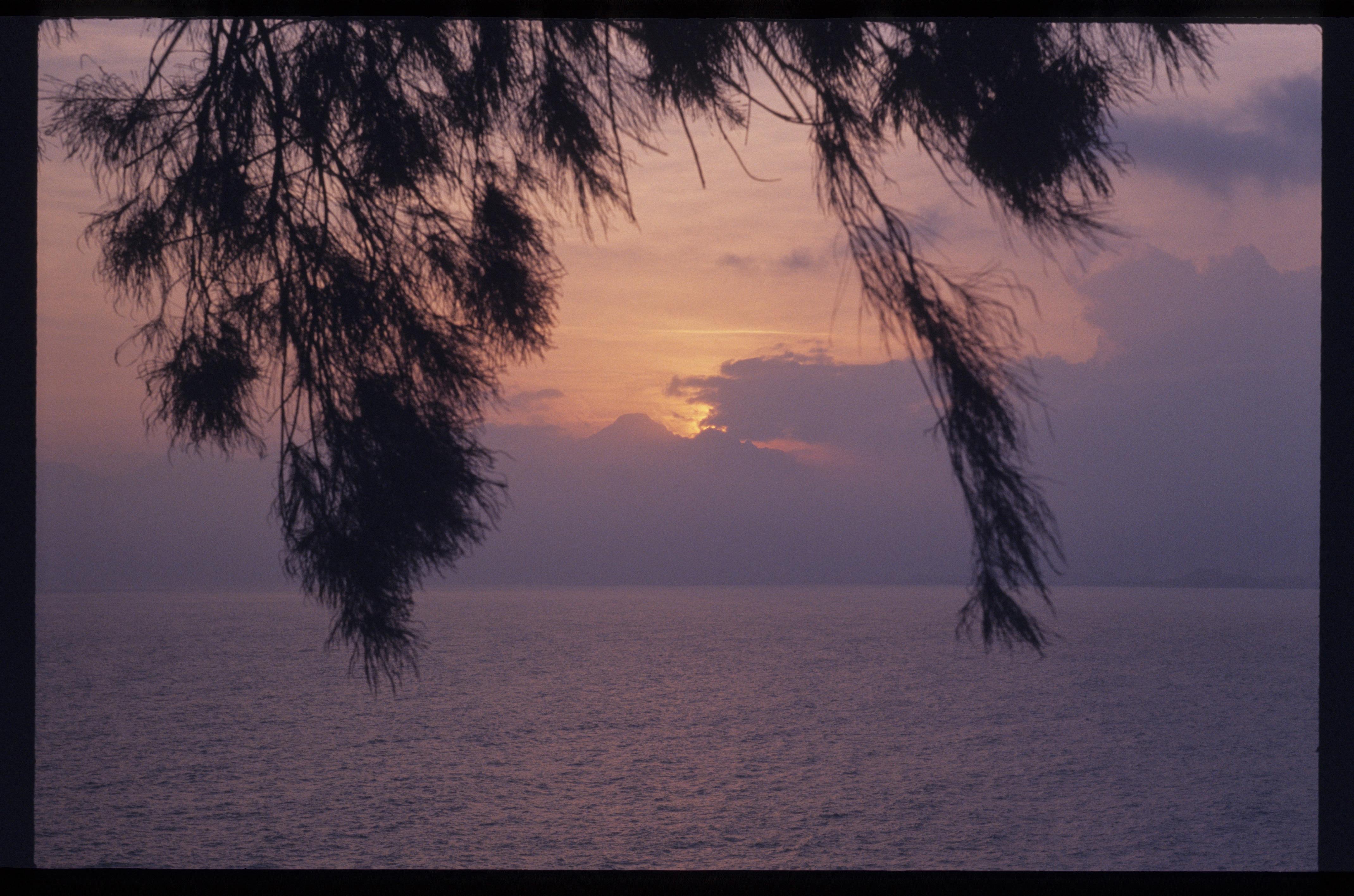 Peaceful sunset over the sea with silhouetted branches creating a tranquil scene.