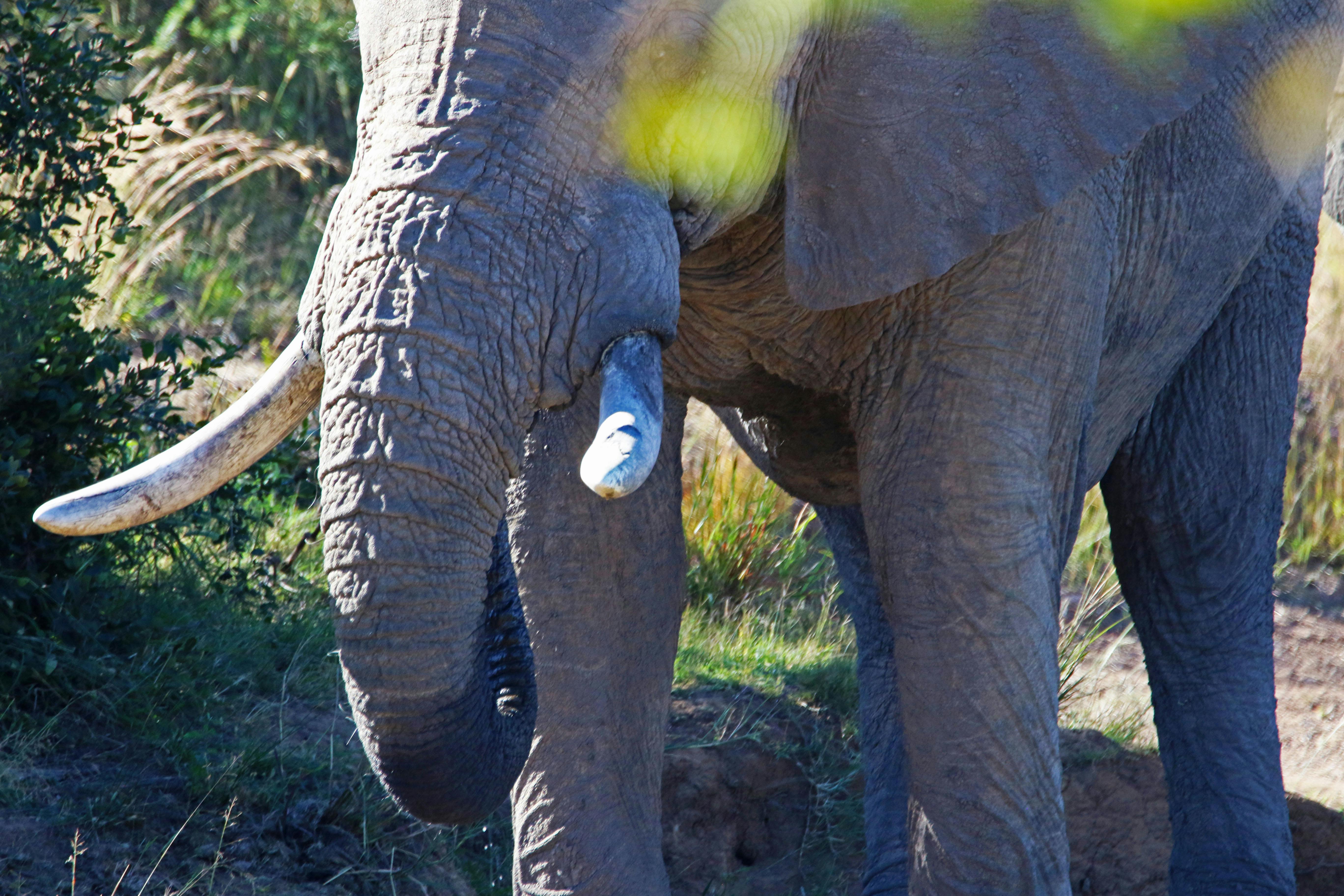 Free stock photo of animals, bush, elephant