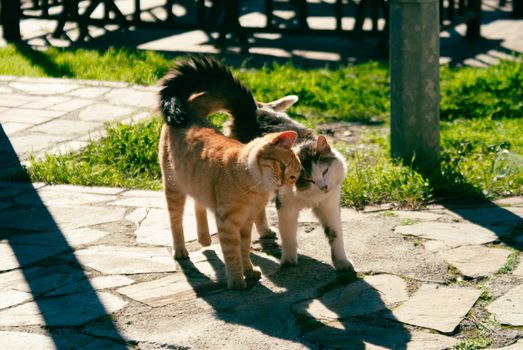 Two cats affectionately touching each other on a sidewalk with green grass in sunny outdoor setting.