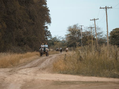 Základová fotografie zdarma na téma akce, biker, bílý kůň