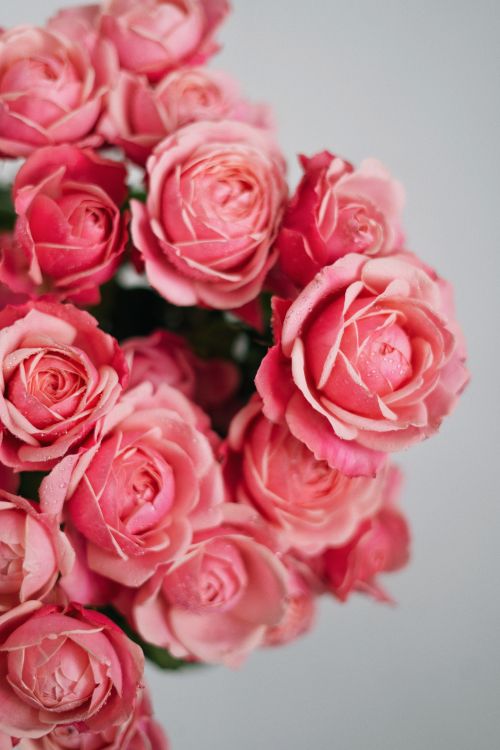 Free Beautiful pink roses in a studio setting with soft lighting and gray background. Stock Photo