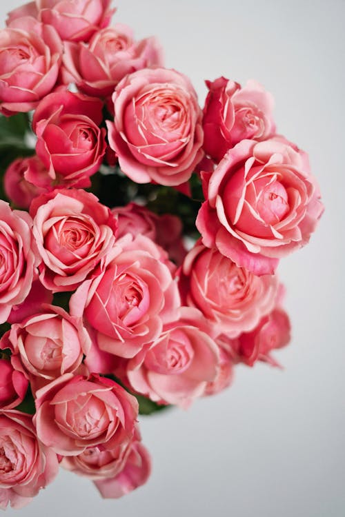 Free Big Bunch of Beautiful Pink Roses  Stock Photo