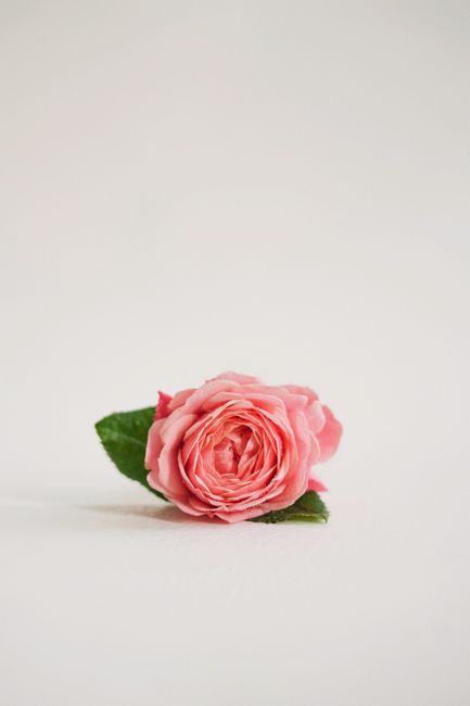 A pink rose with leaves on a white background, perfect for minimalist and floral themes.