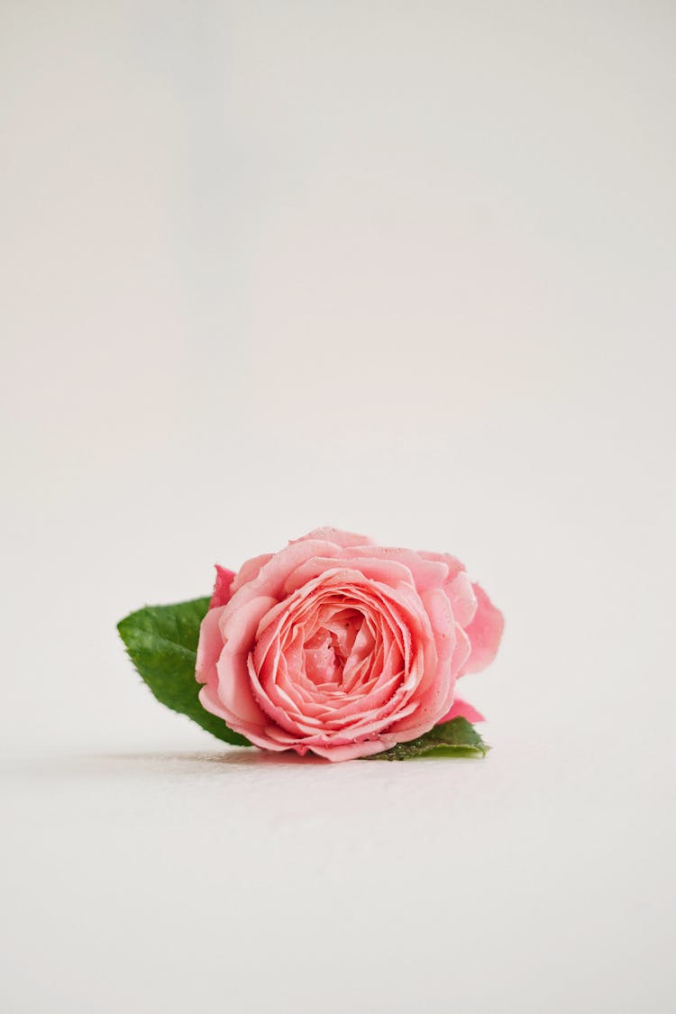 Single Pink Rose Laying