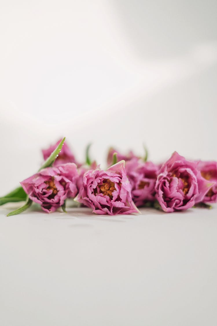 Purple Tulips Laying Flat On Surface