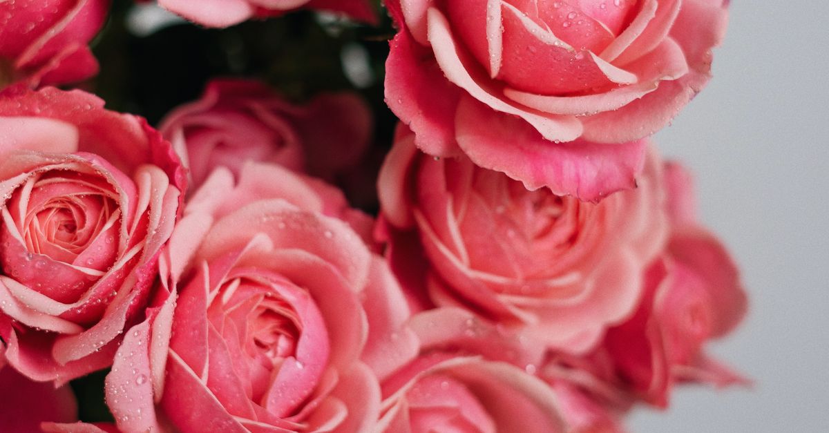 Pink Roses Display Picture Arrangement of Pink Roses · Free Stock Photo