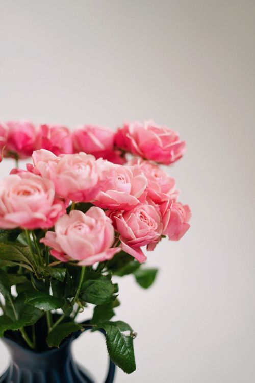 Free Beautiful bouquet of pink roses with lush green leaves presented in a vase, featuring a soft, neutral background. Stock Photo