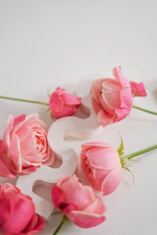 Pink Roses on White Surface