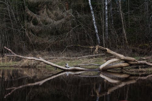 倒れた木, 小川, 枝の無料の写真素材