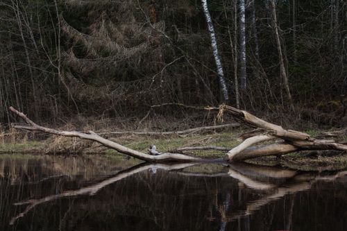 Free Calm creek in a dense woodland with a reflected fallen tree, embodying serene nature. Stock Photo