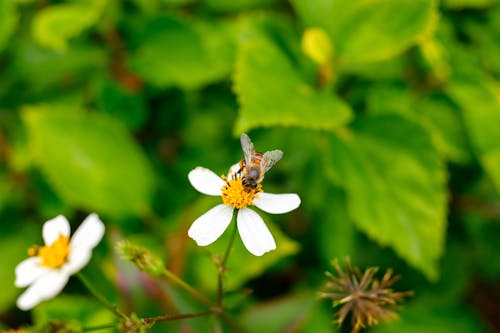 grátis Foto profissional grátis de abelha, animais selvagens, flor Foto profissional