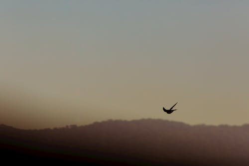 Silhouette of a Bird Flying During Sunset 