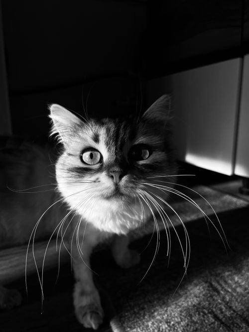 Free Closeup monochrome shot of a cat with bright eyes and long whiskers. Stock Photo