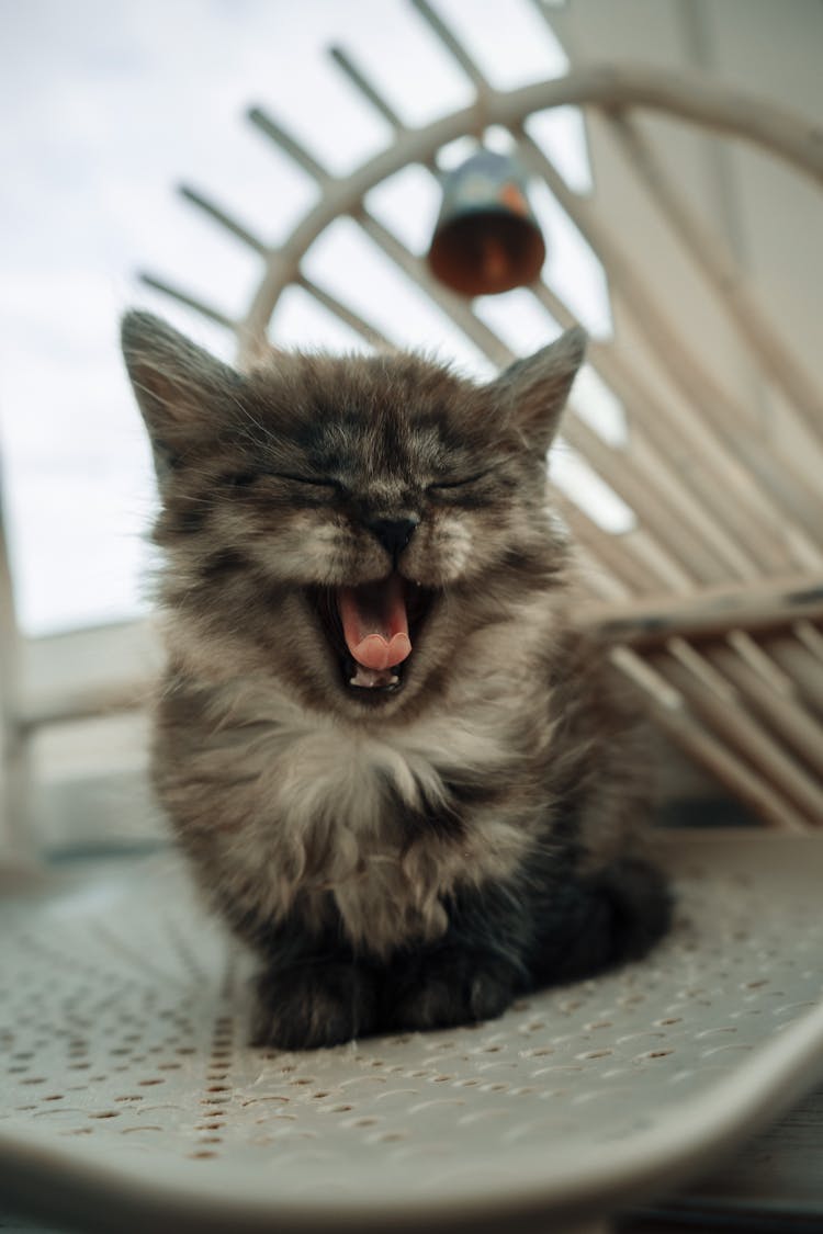 Close Up Of Kitten Yawning