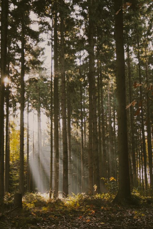 Free Sunlight beams through tall trees in a peaceful forest setting. Stock Photo
