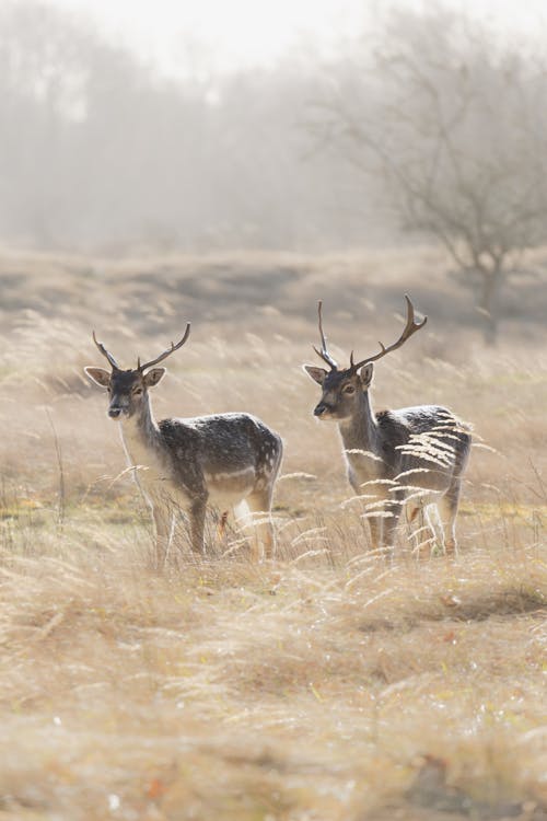 Free Two deer in the morning sun Stock Photo