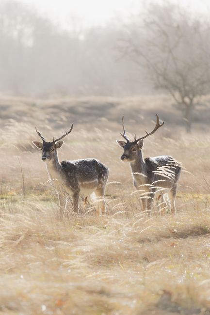 Two fallow deer in a serene Dutch field during daylight, showcasing wildlife beauty.
