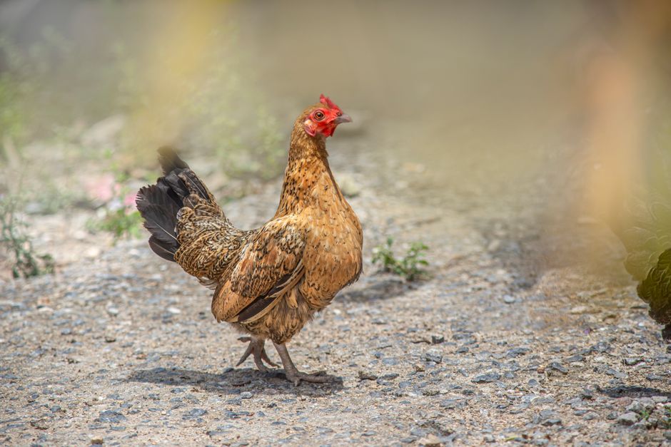 Tips Memilih Ayam Kampung yang Berkualitas Tips Memilih Ayam Kampung yang Berkualitas