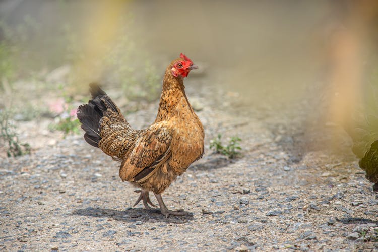 Photograph Of A Brown Chicken