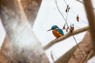 Common kingfisher (Alcedo atthis)