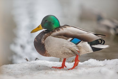 Close-Up Shot of a Duck 