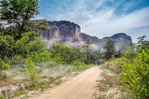 Foto d'estoc gratuïta de amb boira, arbres, camí de carro