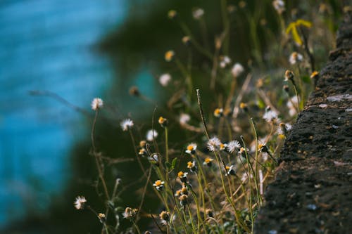 คลังภาพถ่ายฟรี ของ ดอกเดซี่, ดอกไม้ป่า, ทุ่งหญ้า