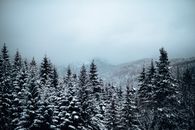 Snow Covered Pine Trees Under White Sky
