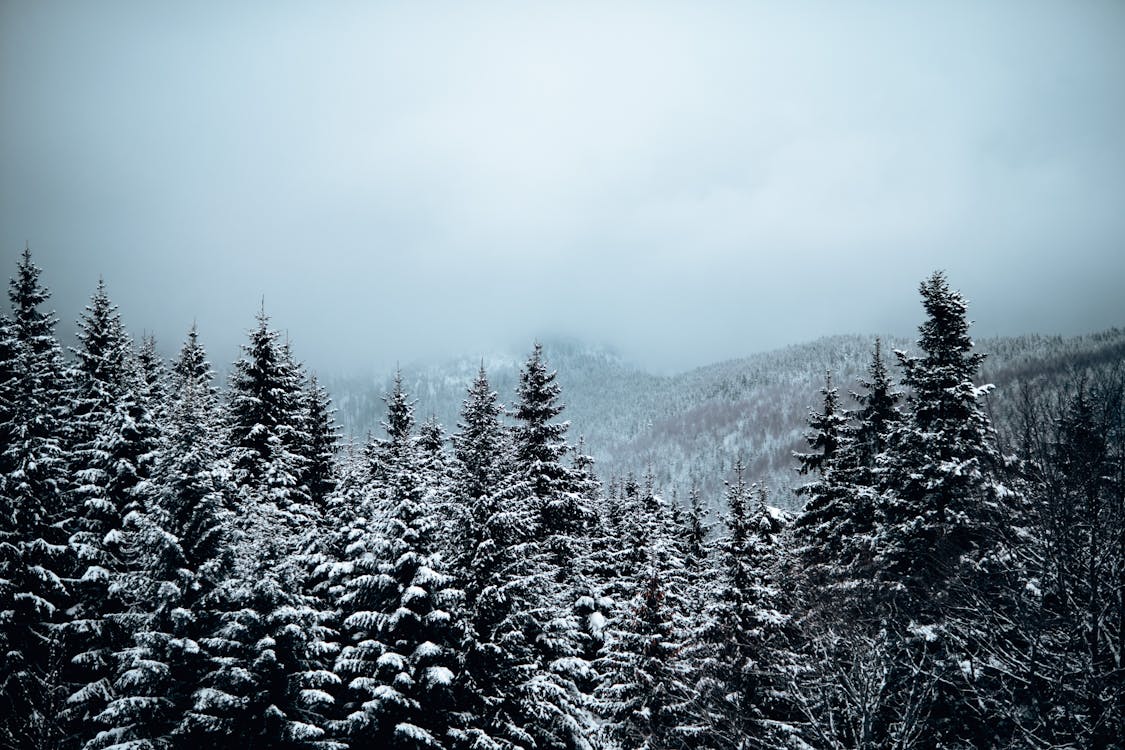 Foto d'estoc gratuïta de arbres, bosc, boscos